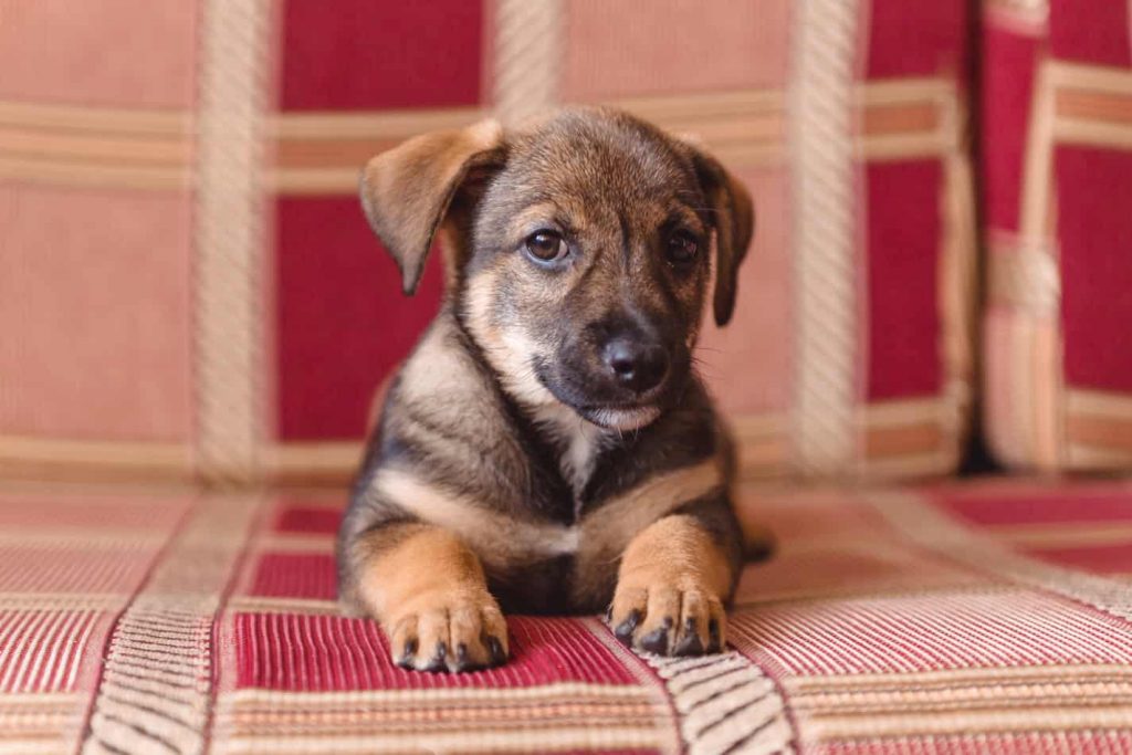 Husky Lab Mix